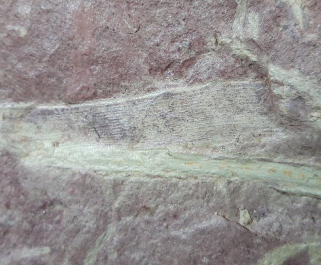 Desmiophyllum gothanii (FLORIN 1936) - Bild © FossNet FossilienStore